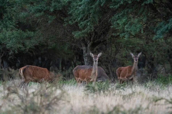 Ciervos Rojos Pampa Argentina Parque Luro Reserva Natural — Foto de Stock