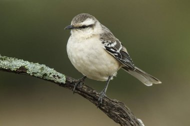 White banded mokingbird eating wild fruits, Patagonia forest, Argentina.