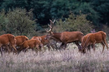 La Pampa 'da kızıl geyik, Arjantin, Parque Luro, Doğa Koruma Alanı