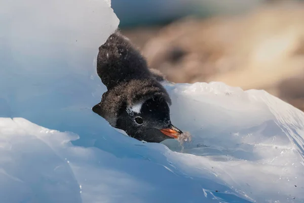 Närbild Gentoo Penguin Antarktis — Stockfoto