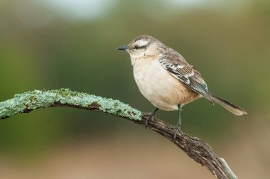 White banded mokingbird eating wild fruits, Patagonia forest, Argentina.