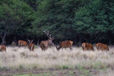 La Pampa 'da kızıl geyik, Arjantin, Parque Luro, Doğa Koruma Alanı