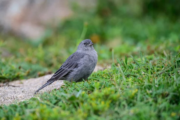 stock image Plumbeous Sierra Finch, Quebrada del Condorito  National Park,Cordoba province, Argentina