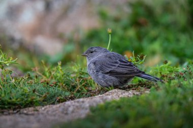 Tesisatçı Sierra Finch, Quebrada del Condorito Ulusal Parkı, Cordoba Eyaleti, Arjantin