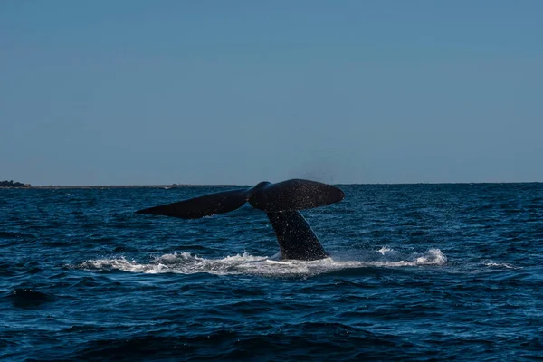 Sofutern Δεξιά Ουρά Φάλαινας Lobtailing Απειλούμενα Είδη Παταγονία Αργεντινή — Φωτογραφία Αρχείου