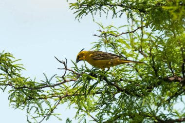 Sarı Kardinal, Gubernatrix Cristata, La Pampa, Arjantin 'de nesli tükenmekte olan türler