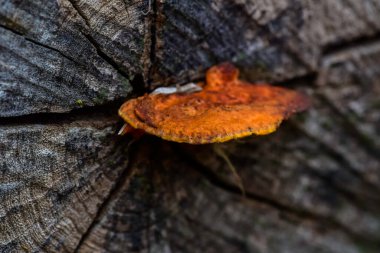 Bir ağacın gövdesinde turuncu mantar, La Pampa Eyaleti, Patagonya, Arjantin.