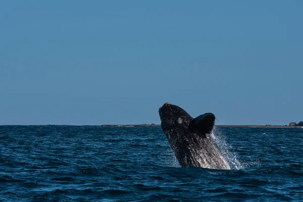 Sohutern Right Whale Стрибки Зникаючий Вид Патагонія Аргентина — стокове фото