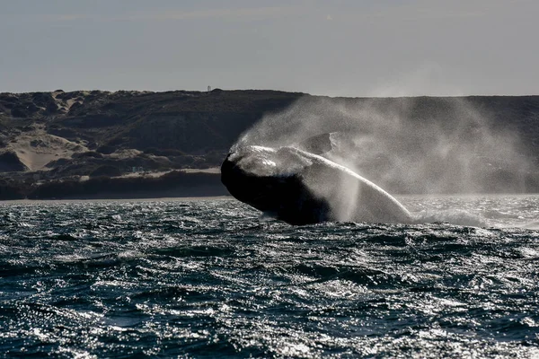 Salto Ballenas Francas Sohutern Especies Peligro Extinción Patagonia Argentina — Foto de Stock