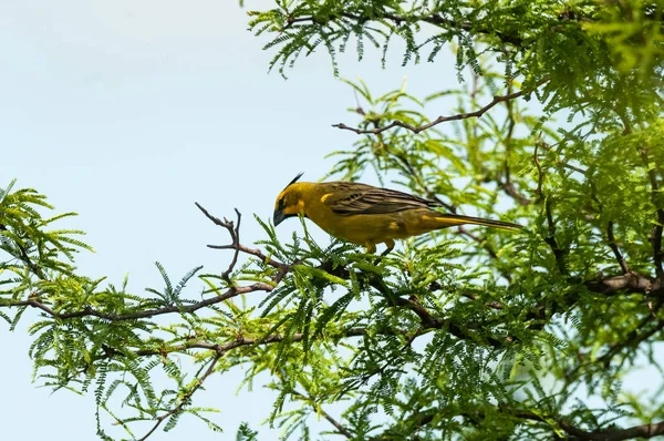 Sarı Kardinal, Gubernatrix Cristata, La Pampa, Arjantin 'de nesli tükenmekte olan türler