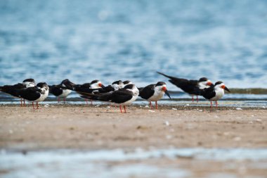 Ansenuza National Park, Cordoba Province, Argentina.