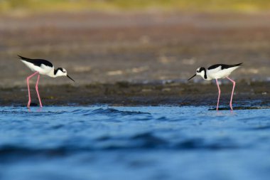 Güney Stilt, Himantopus melanurus uçuyor, La Pampa Eyaleti, Patagonya, Arjantin