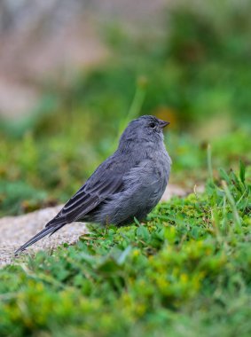 Tesisatçı Sierra Finch, Quebrada del Condorito Ulusal Parkı, Cordoba Eyaleti, Arjantin