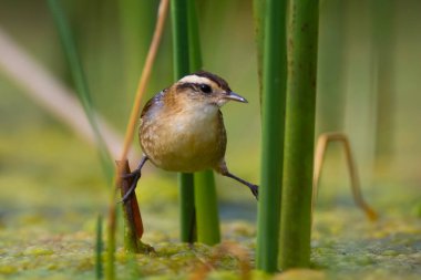 Bataklık çevresi, Patagonya, Arjantin
