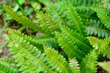 Quebrada del Condorito Ulusal Parkı, Cordoba, Arjantin 'de eğrelti otları