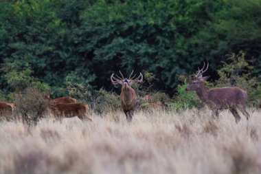 La Pampa 'da kızıl geyik, Arjantin, Parque Luro, Doğa Koruma Alanı
