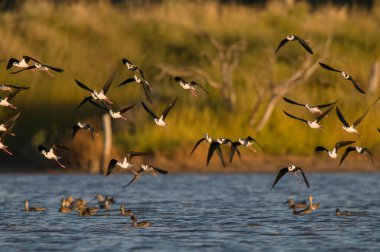 Güney Stilt, Himantopus melanurus uçuyor, La Pampa Eyaleti, Patagonya, Arjantin