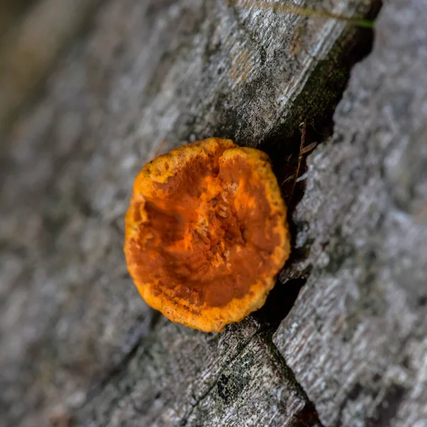 阿根廷 巴塔哥尼亚 拉潘帕省 树干上的橙色真菌 — 图库照片