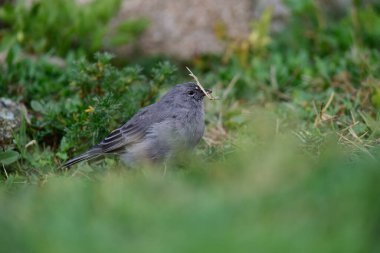 Tesisatçı Sierra Finch, Quebrada del Condorito Ulusal Parkı, Cordoba Eyaleti, Arjantin