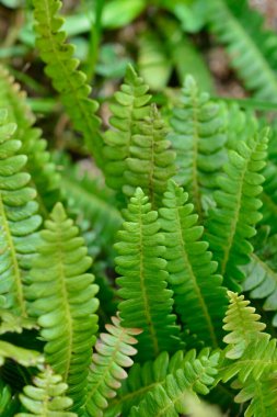 Quebrada del Condorito Ulusal Parkı, Cordoba, Arjantin 'de eğrelti otları