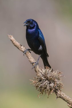 Calden Ormanı çevresindeki parlak inek kuşu, La Pampa Eyaleti, Patagonya, Arjantin.