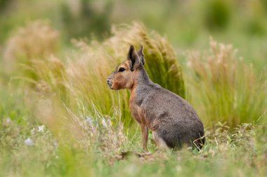 Patagonya Cavi, Patagonya Mara, Yarımada Valdes, Patagonya, Arjantin