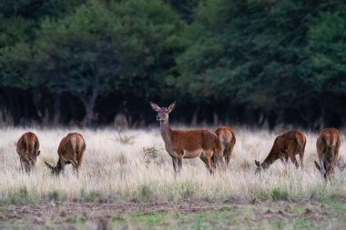 La Pampa 'da kızıl geyik, Arjantin, Parque Luro, Doğa Koruma Alanı