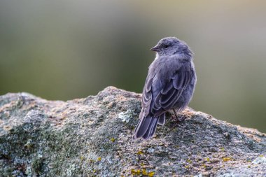Tesisatçı Sierra Finch, Quebrada del Condorito Ulusal Parkı, Cordoba Eyaleti, Arjantin