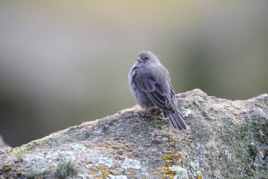 Tesisatçı Sierra Finch, Quebrada del Condorito Ulusal Parkı, Cordoba Eyaleti, Arjantin