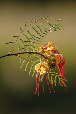 Patagonya 'da yabani çiçek, Caesalpinia gilliesii, La Pampa, Arjantin.
