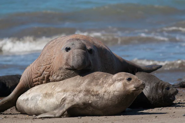 Male Elephant Seal Peninsula Valdes Patagonia Argentina — Stock Photo, Image
