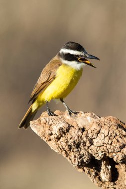 Büyük Kiskadee, Pitangus sülfür, Calden Ormanı, La Pampa, Arjantin