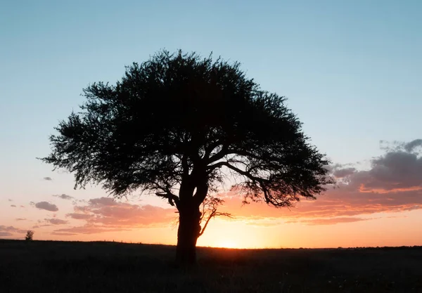 stock image Pampas tree landscape, La Pampa province, Patagonia, Argentina.