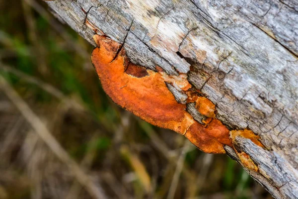 阿根廷 巴塔哥尼亚 拉潘帕省 树干上的橙色真菌 — 图库照片