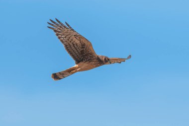 Cinereous Harrier, Circus cinereus, La Pampa, Arjantin