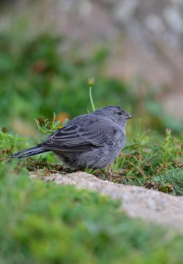 Tesisatçı Sierra Finch, Quebrada del Condorito Ulusal Parkı, Cordoba Eyaleti, Arjantin