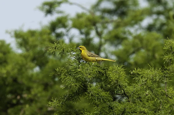 Yellow Cardinal Gubernatrix Cristata Endangered Species Pampa Argentina — Stock fotografie