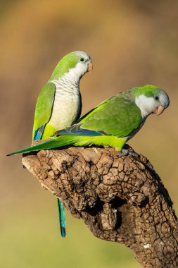 Muhabbet kuşu Calden, La Pampa, Patagonya, Arjantin 'in bir koluna tünedi.