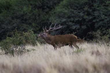 La Pampa 'da kızıl geyik, Arjantin, Parque Luro, Doğa Koruma Alanı