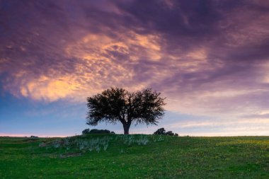 Günbatımı Calden ağacı manzarası, La Pampa ili, Patagonya, Arjantin.