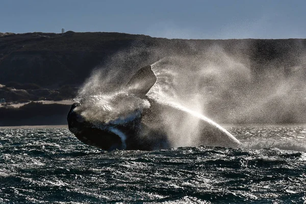 Baleine Noire Sohutern Espèces Voie Disparition Patagonie Argentine — Photo