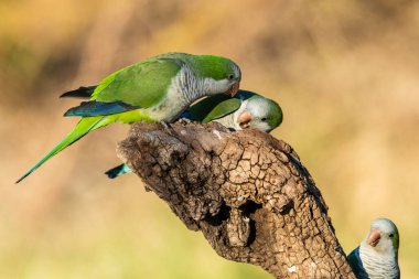 Muhabbet kuşu Calden, La Pampa, Patagonya, Arjantin 'in bir koluna tünedi.