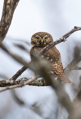 Ferruginous Pygme baykuşu, Glaucidium brasilianum, Calden Ormanı, La Pampa Eyaleti, Patagonya, Arjantin.