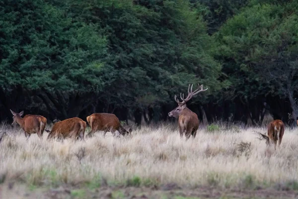 Rode Herten Pampa Argentinië Parque Luro Natuurreservaat — Stockfoto