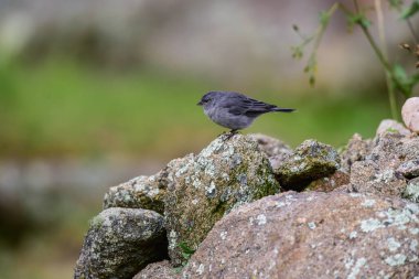 Tesisatçı Sierra Finch, Quebrada del Condorito Ulusal Parkı, Cordoba Eyaleti, Arjantin