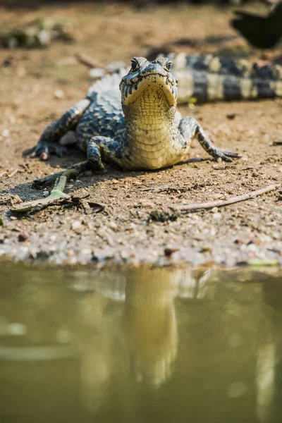 Broad Hocico Caimán Caiman Latirostris Bebé Pantanal Mato Grosso Brasil — Foto de Stock