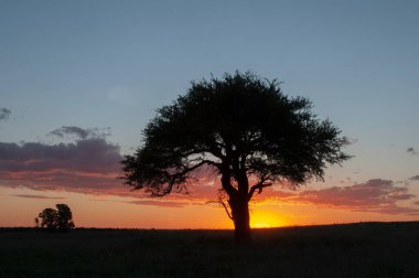 Pampas ağacı manzarası, La Pampa ili, Patagonya, Arjantin.