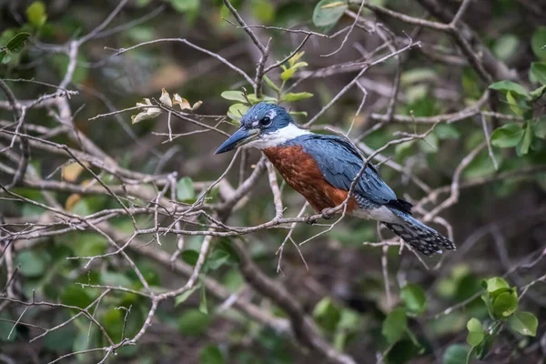 Kingfisher Annelé Perché Rives Rivière Cuiaba Mato Grosso Pantanal Brésil — Photo