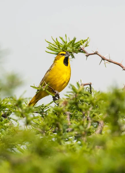Yellow Cardinal Gubernatrix Cristata Απειλούμενα Είδη Στην Pampa Αργεντινή — Φωτογραφία Αρχείου