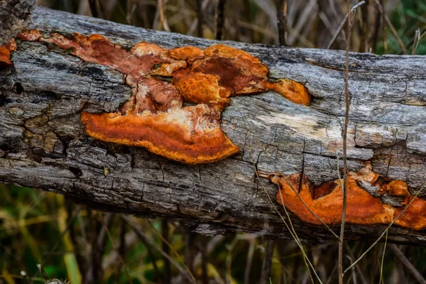 木の幹のオレンジ真菌 ラパンパ州 パタゴニア アルゼンチン — ストック写真
